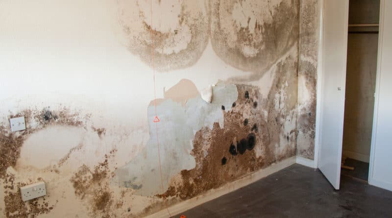 mouldy damp wall