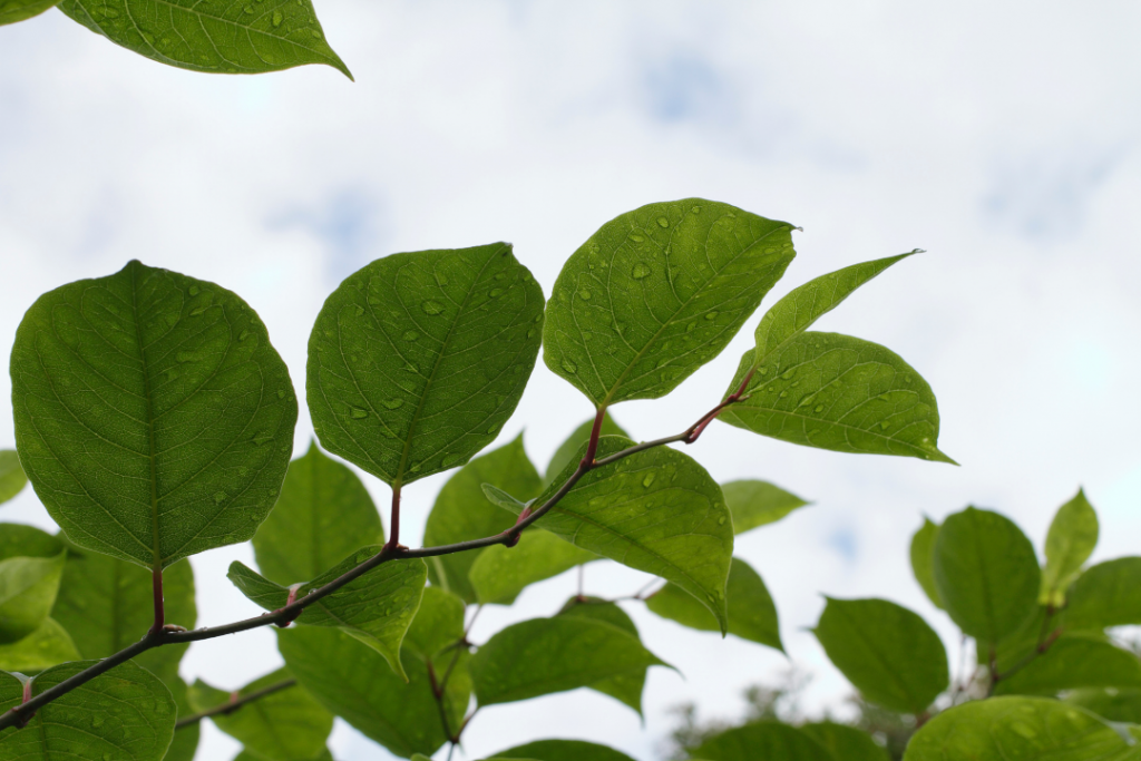 Japanese knotweed how it effects Mortgages