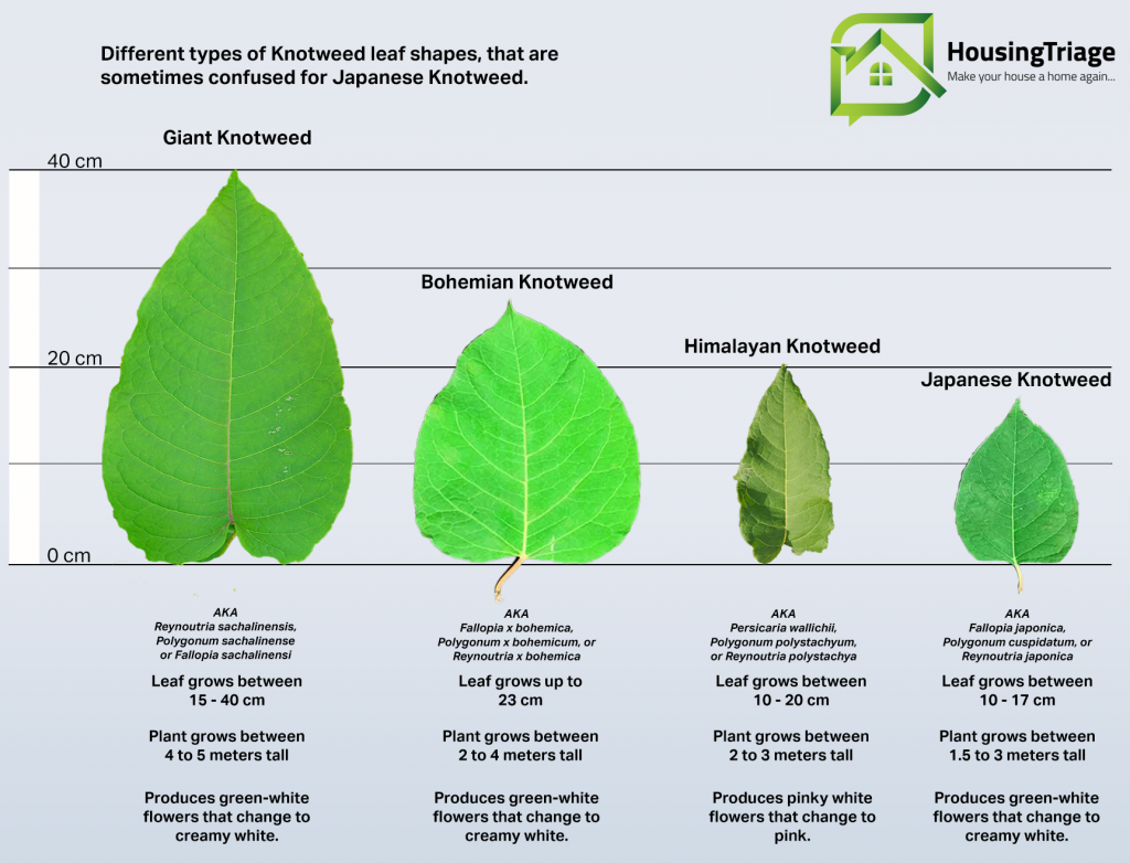Knotweed Comparisons Graphic with info