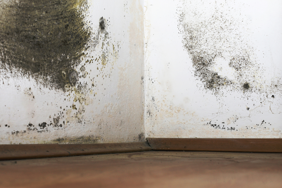 heavy rain causing damp and mould problems