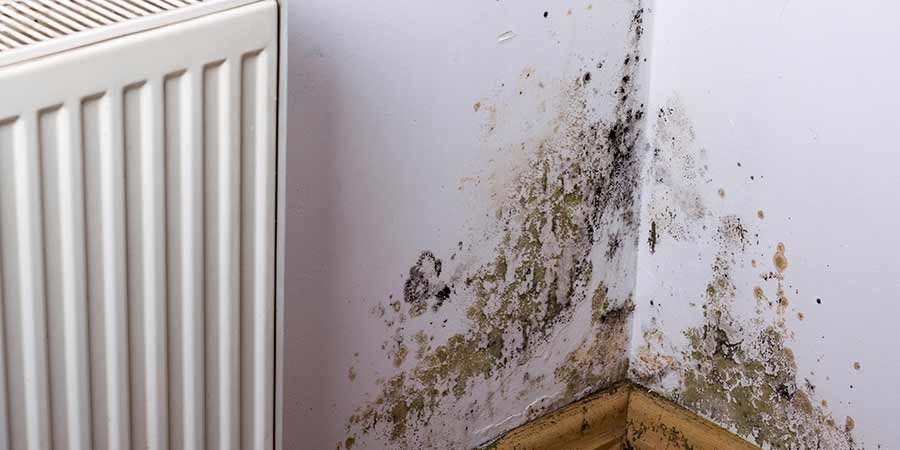 how to get rid of mould on walls